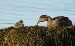 1 female and 1 chick – Common Eiders – Rockport, MA