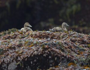 Common Eider with chicksMachias Seal IslandMaine