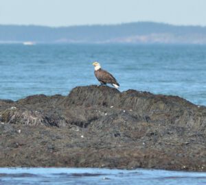 Bald Eagle (adult)Machia Seal IslandCutler, ME