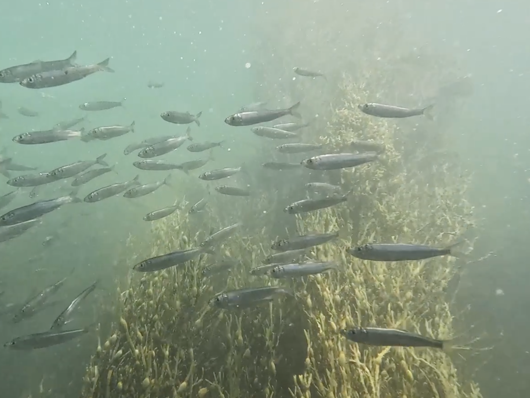 Fish swimming by rockweed (seaweed) underwater.